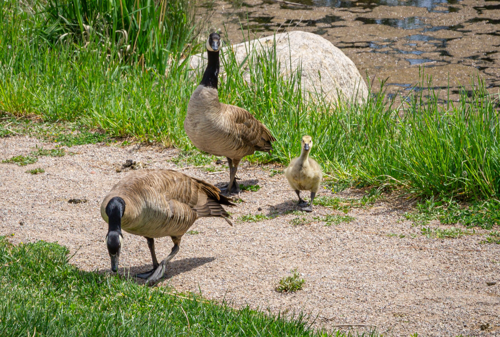 geese